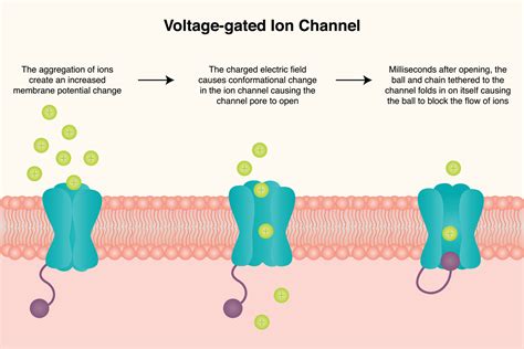 characteristics of ion channels.